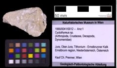 Foto (Objekt + Etiketten) von Cyclothyreus sp. (NHMW-GEO-1990-0041-0012)